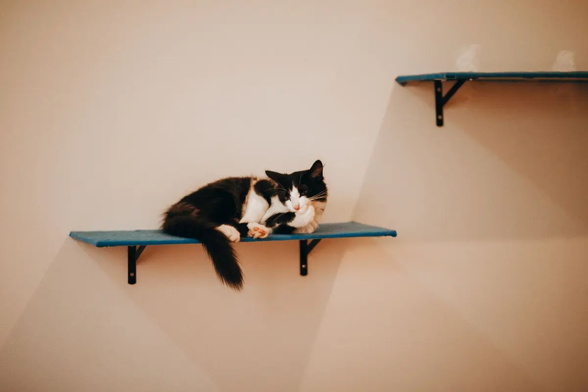 Un chat noir et blanc couché sur une étagère murale bleue, contre un mur couleur pêche.